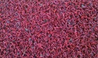 鱼虫怎么养 鱼虫怎么养